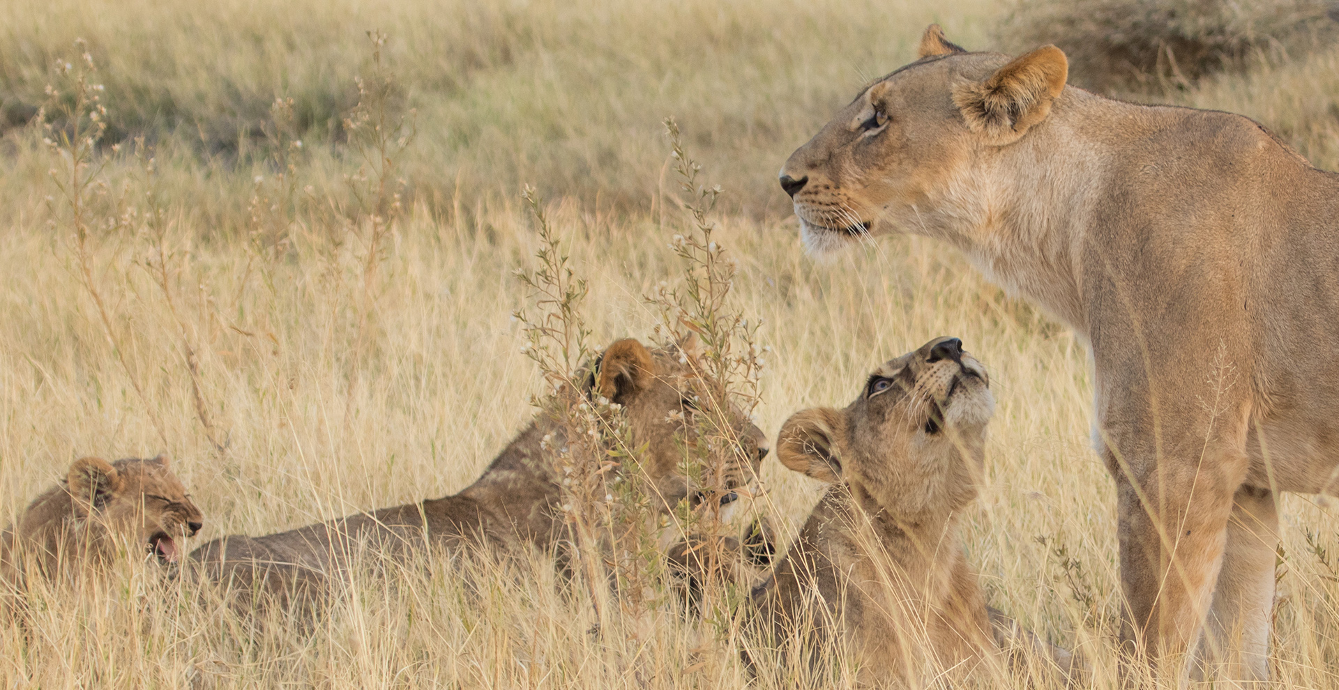 Chobe Day Trip from Victoria Falls (Zimbabwe)